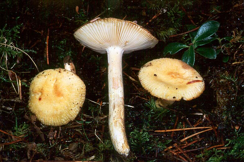 Russula farinipes